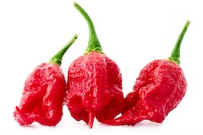 Chilli Carolina Reaper