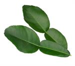 Kaffir Lime Leaves