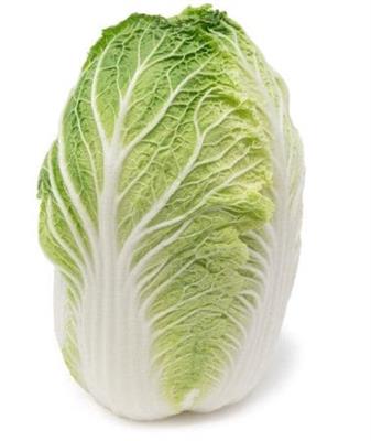 Won Bok Chinese Cabbage